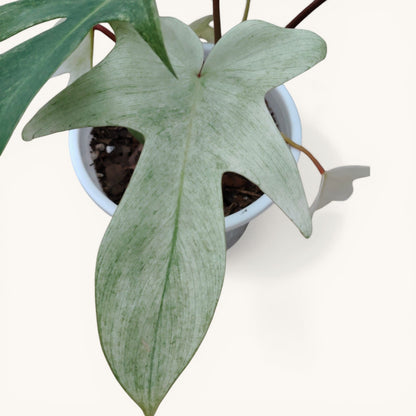 Philodendron Florida Beauty Ghost Mint Variegated Mature Live Plant | 6–8 Inch Tall | 10–15 Inch Diameter | Rare Indoor Plant - Bare-Rooted