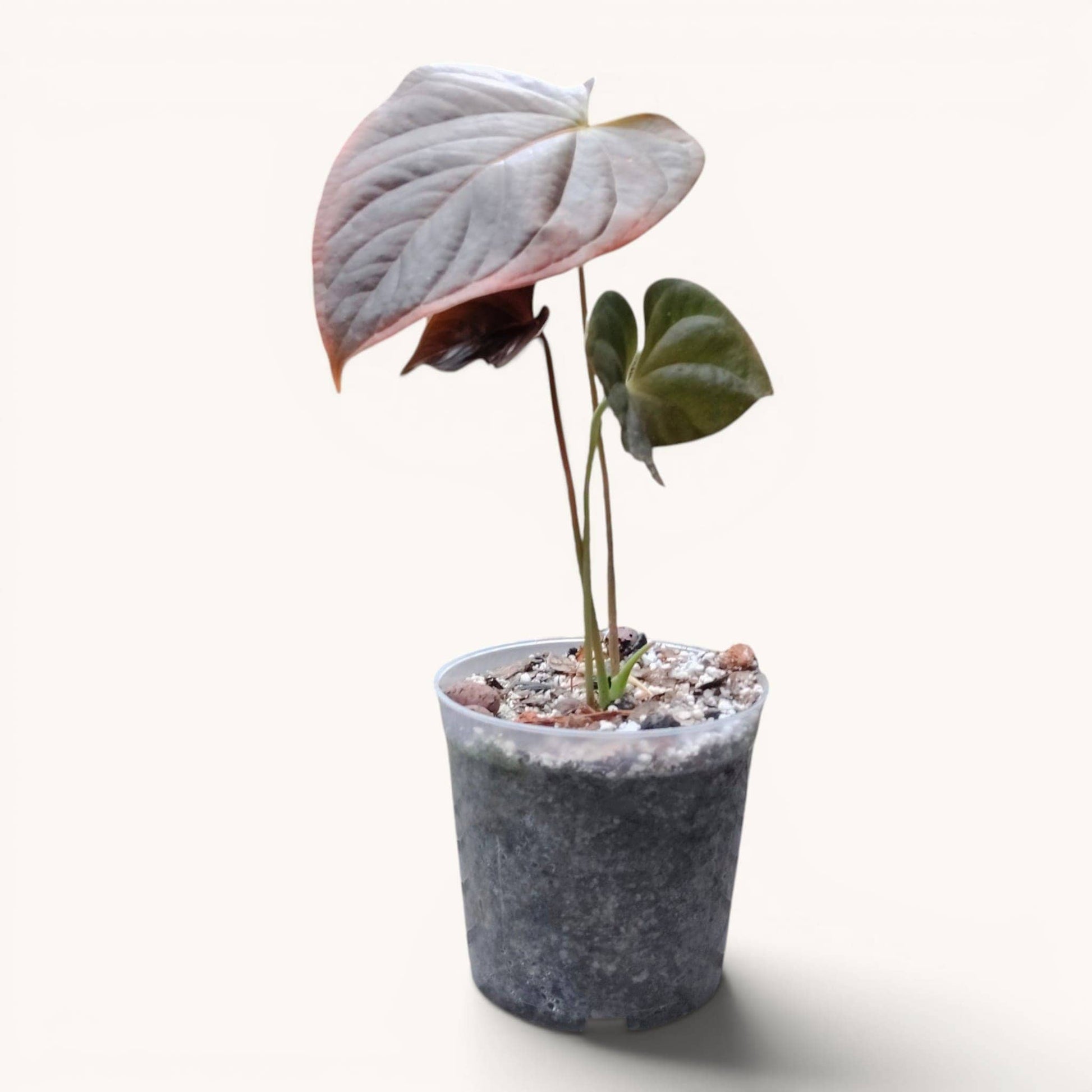 Anthurium Queen of Hearts – Rare Foliage Plant