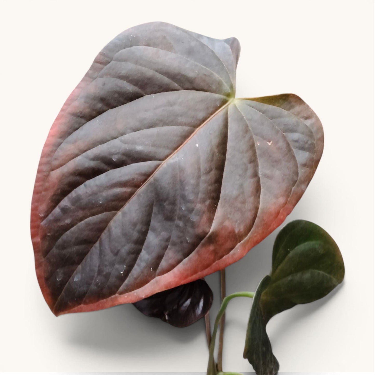 Anthurium Queen of Hearts – Rare Foliage Plant
