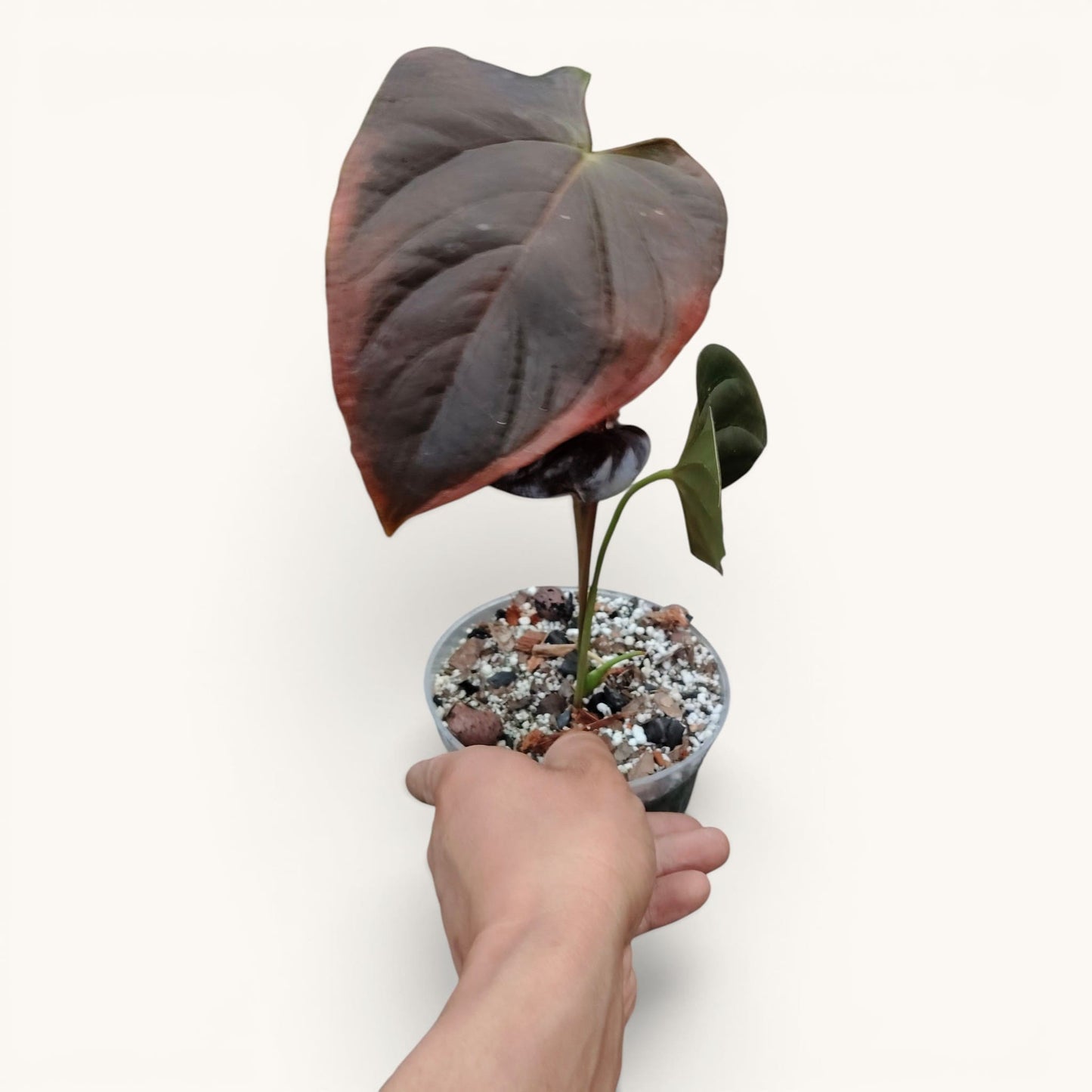 Anthurium Queen of Hearts – Rare Foliage Plant