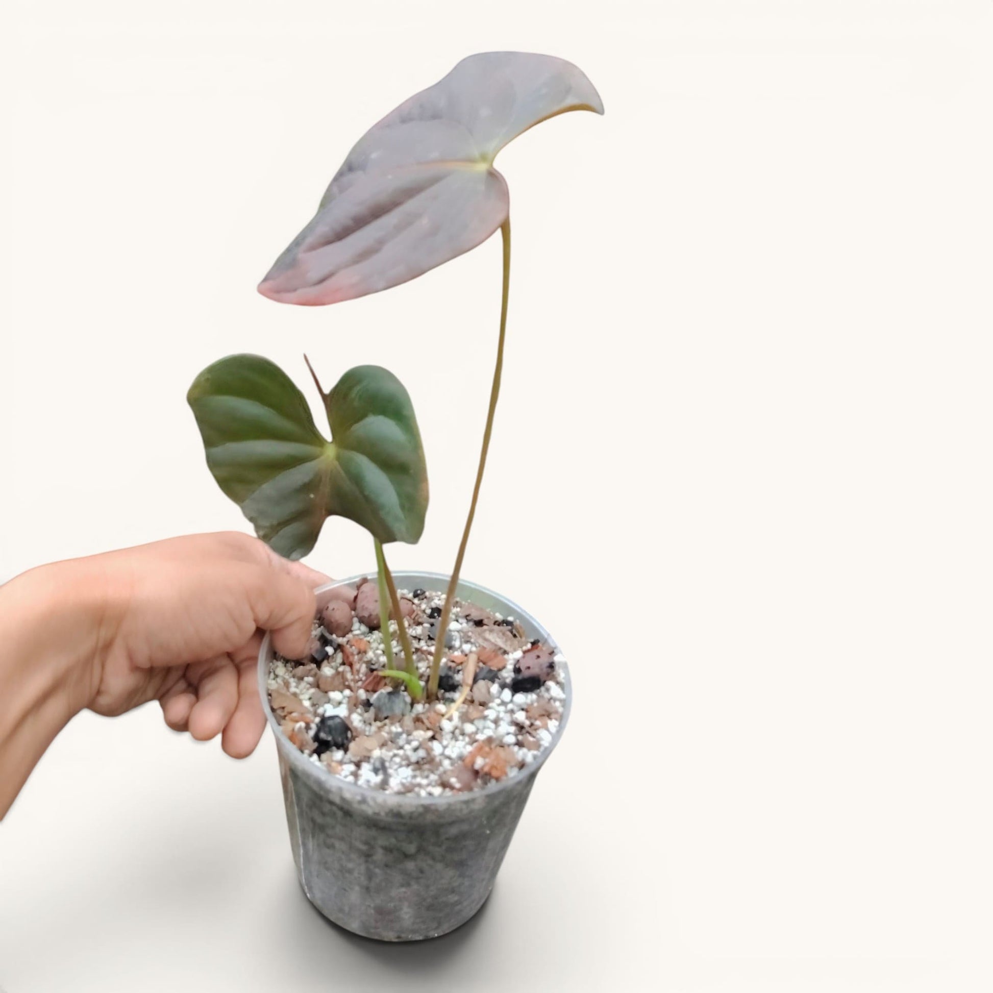 Anthurium Queen of Hearts – Rare Foliage Plant