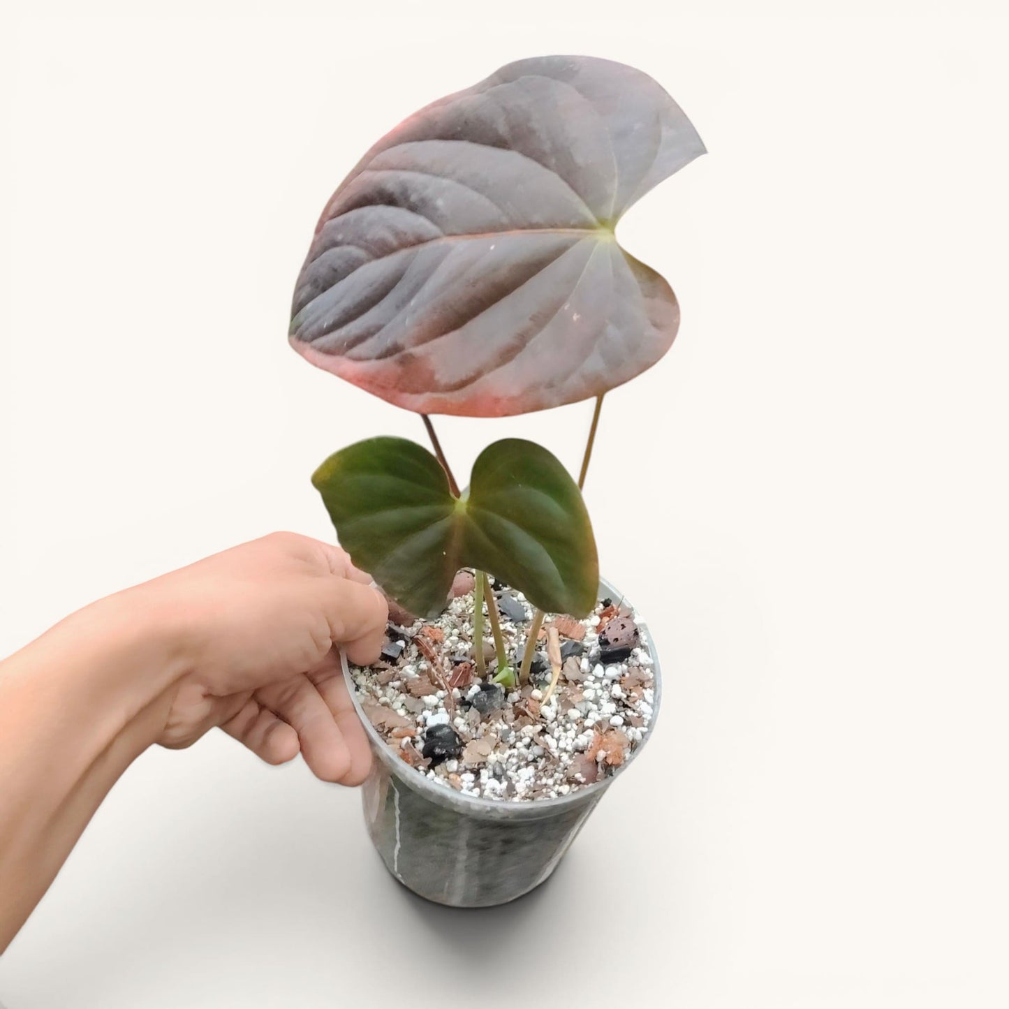 Anthurium Queen of Hearts – Rare Foliage Plant