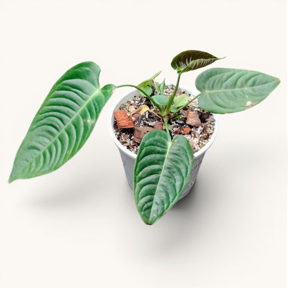 Anthurium King Veitchii Rare Velvet Foliage Plant