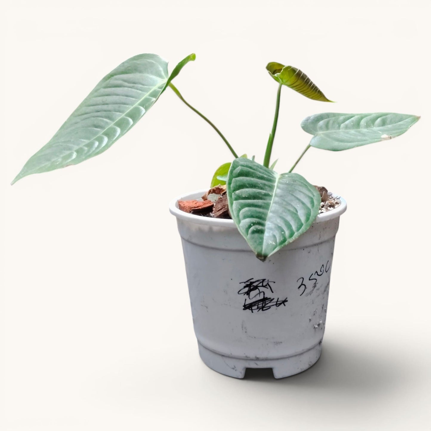 Anthurium King Veitchii Rare Velvet Foliage Plant