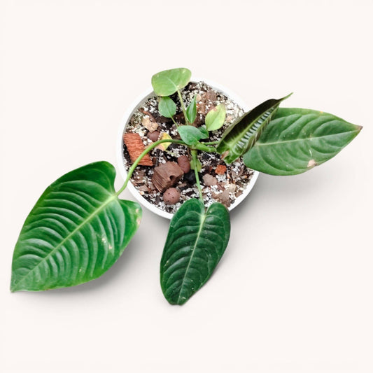 Anthurium King Veitchii Rare Velvet Foliage Plant