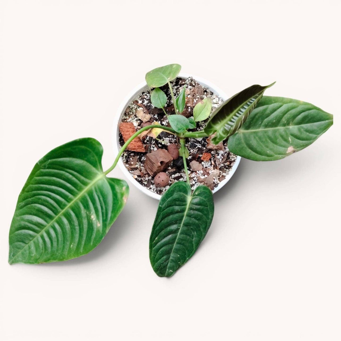 Anthurium King Veitchii Rare Velvet Foliage Plant