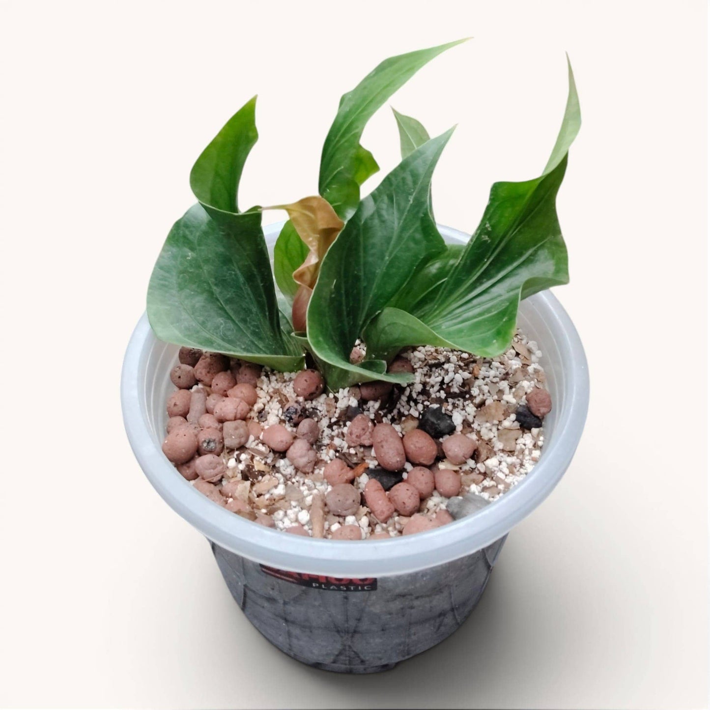 Anthurium Red Obor Rare Velvet Foliage - Mature Well Rooted Plant