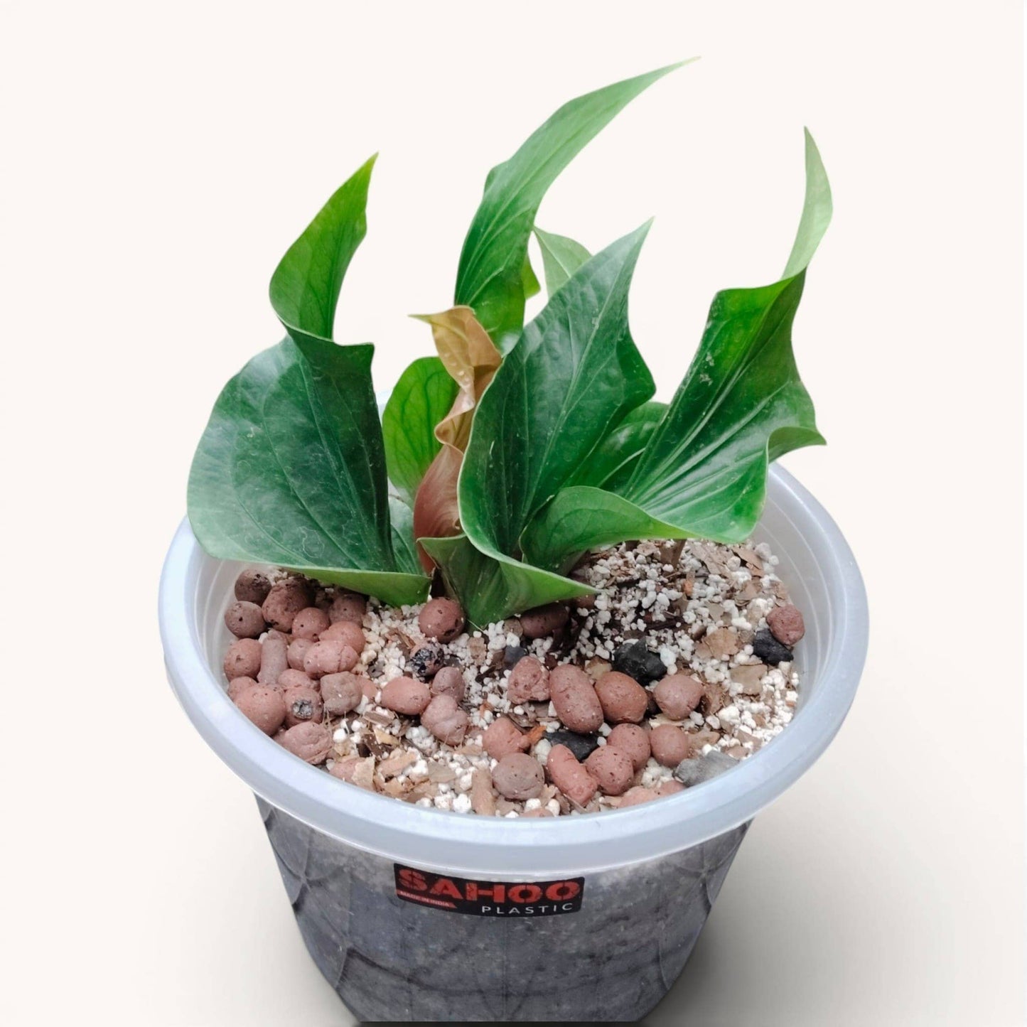 Anthurium Red Obor Rare Velvet Foliage - Mature Well Rooted Plant