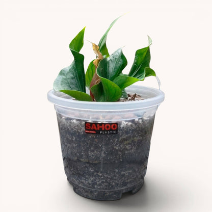 Anthurium Red Obor Rare Velvet Foliage - Mature Well Rooted Plant
