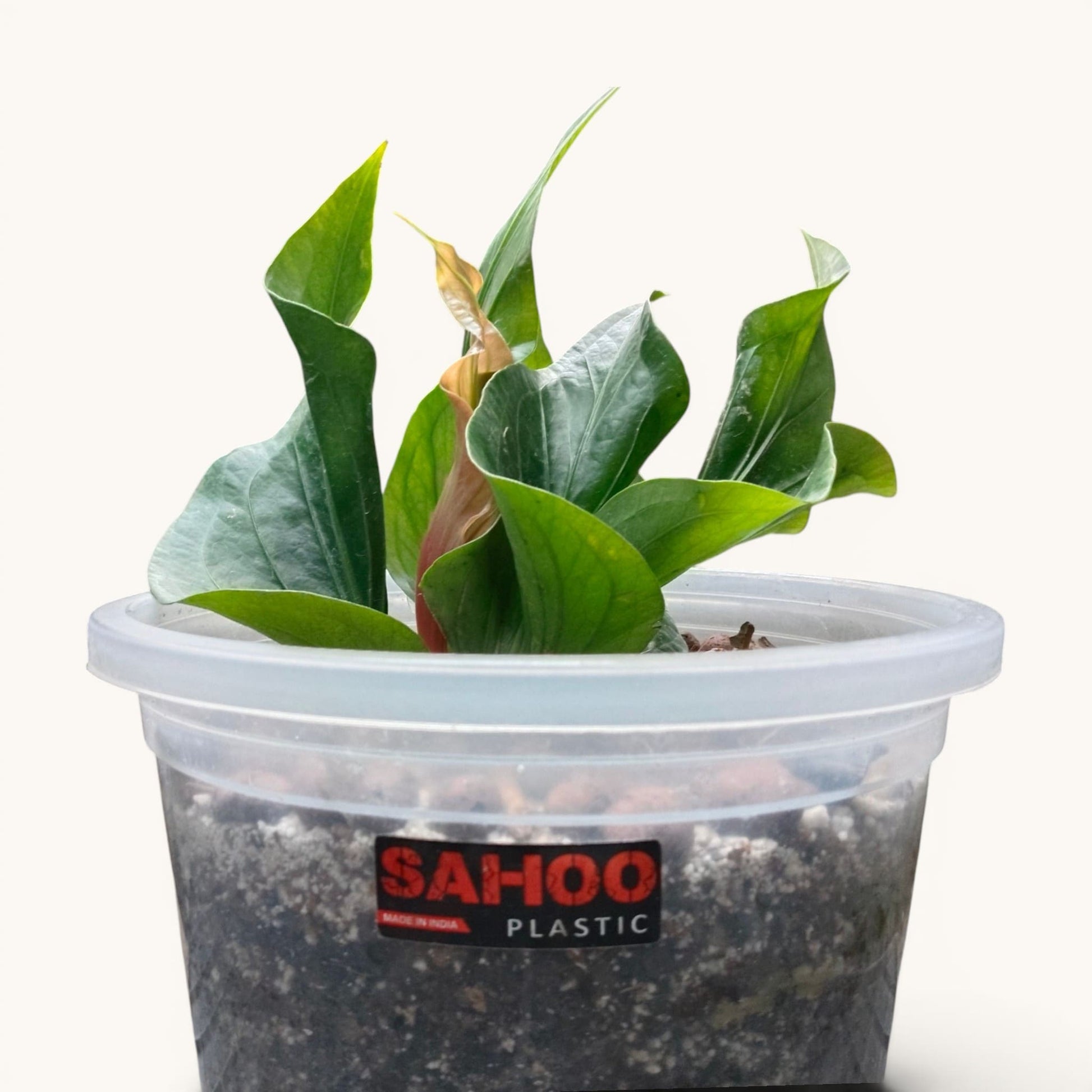 Anthurium Red Obor Rare Velvet Foliage - Mature Well Rooted Plant