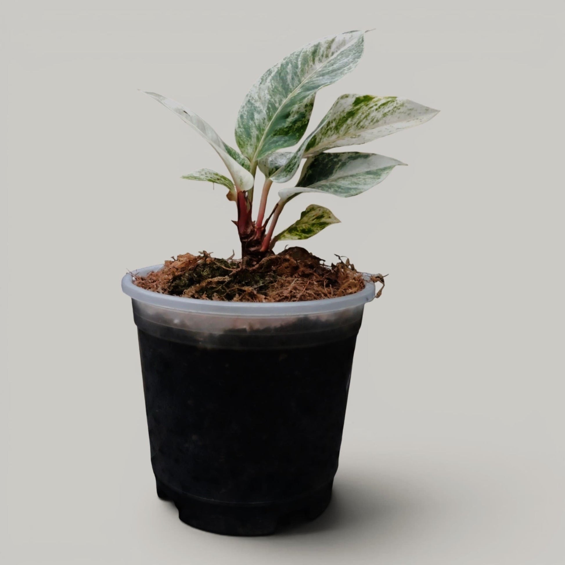 Anthurium Hookerii White Albo Variegated Rare Mature Plant
