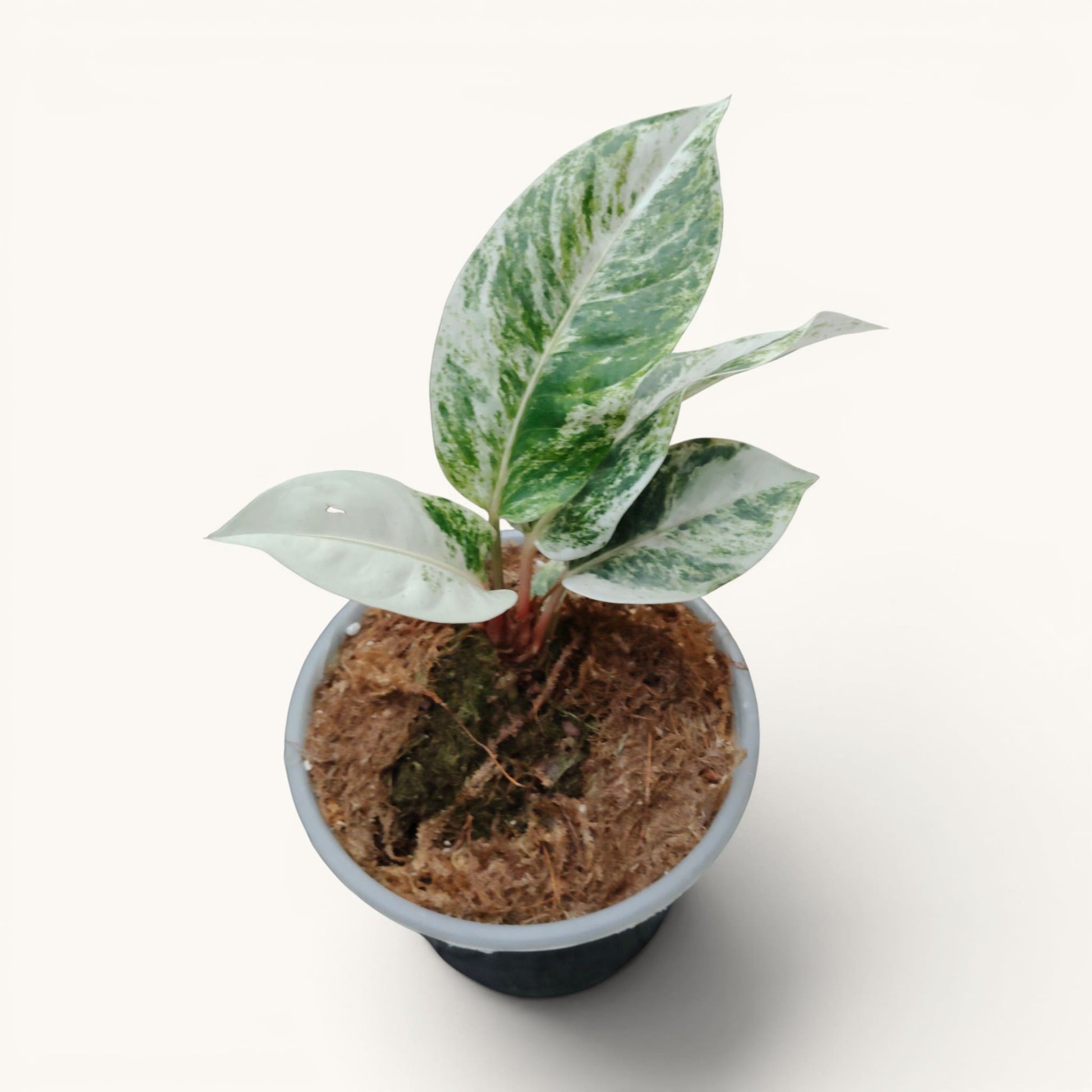 Anthurium Hookerii White Albo Variegated Rare Mature Plant