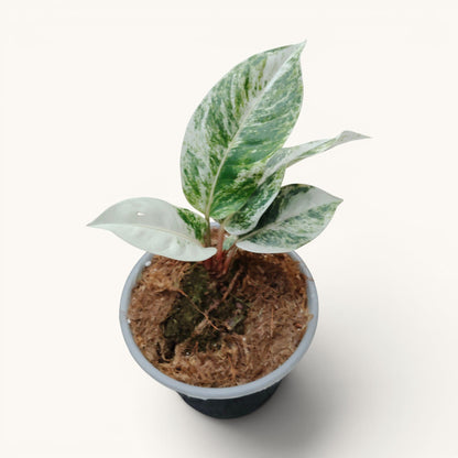 Anthurium Hookerii White Albo Variegated Rare Mature Plant