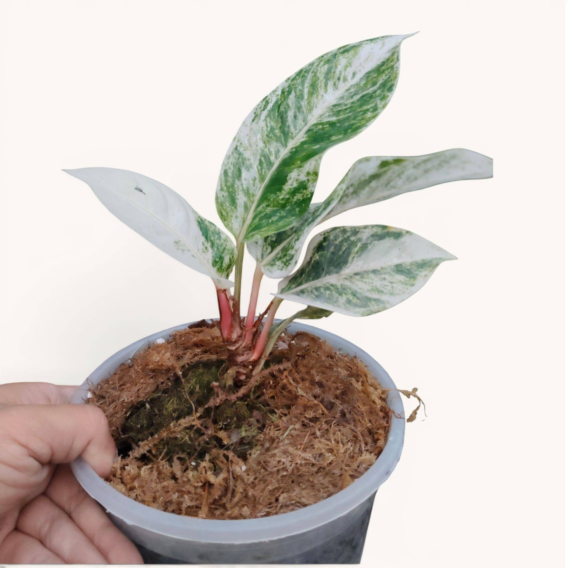 Anthurium Hookerii White Albo Variegated Rare Mature Plant