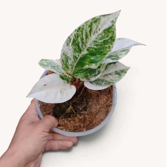 Anthurium Hookerii White Albo Variegated Rare Mature Plant