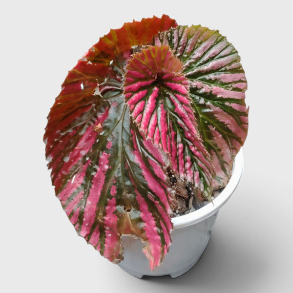 Begonia Burkillii × Moosa