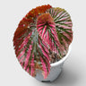 Begonia Burkillii x Moosasha Rare Mature Hybrid Live Plant