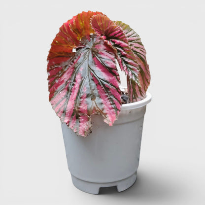 Begonia Burkillii x Moosasha Rare Mature Hybrid Live Plant