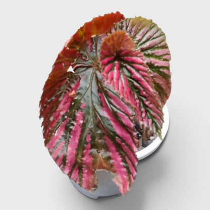 Begonia Burkillii x Moosasha Rare Mature Hybrid Live Plant