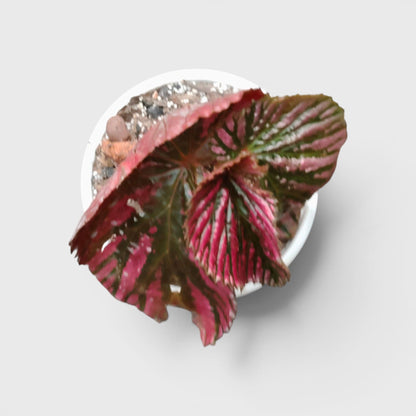 Begonia Burkillii x Moosasha Rare Mature Hybrid Live Plant