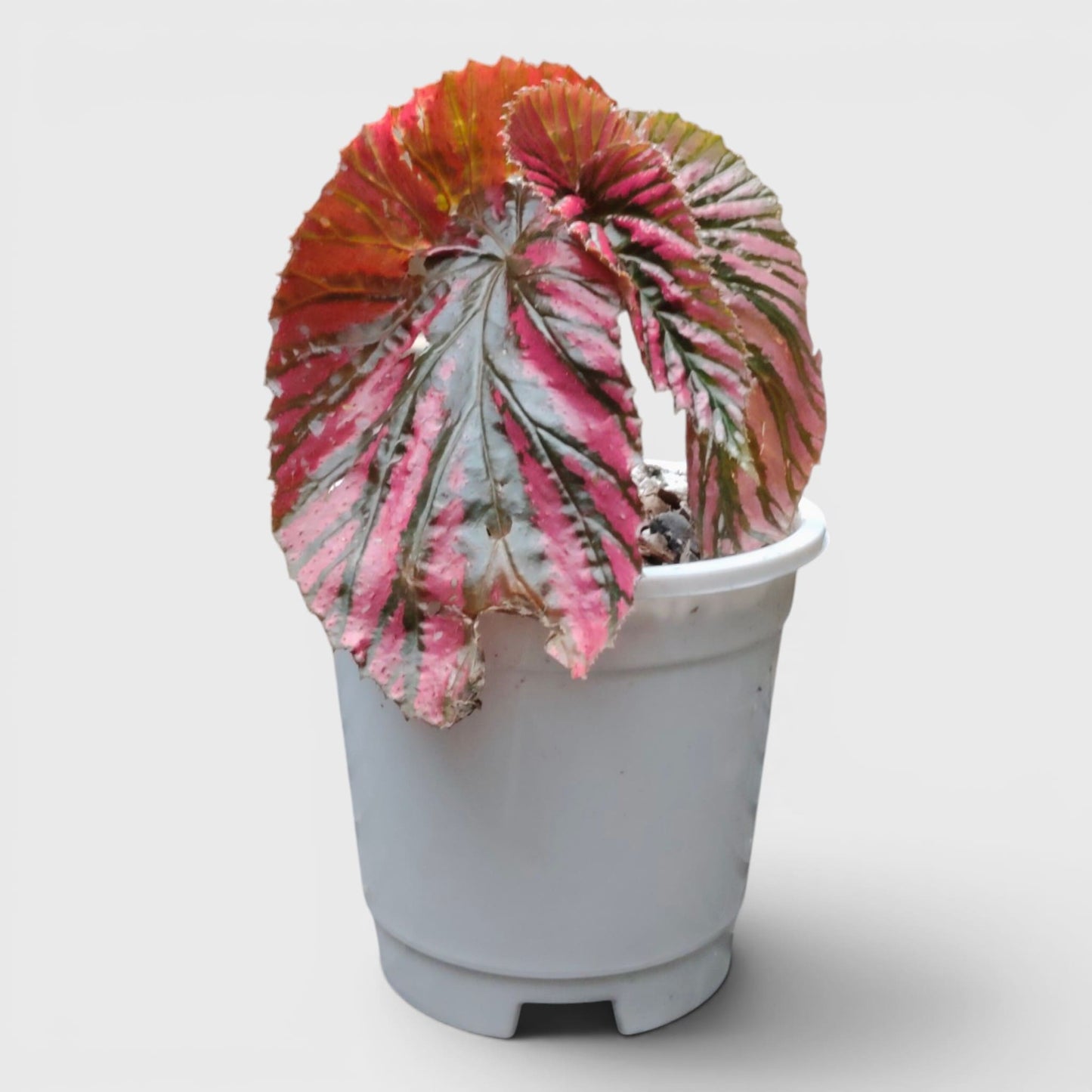 Begonia Burkillii x Moosasha Rare Mature Hybrid Live Plant