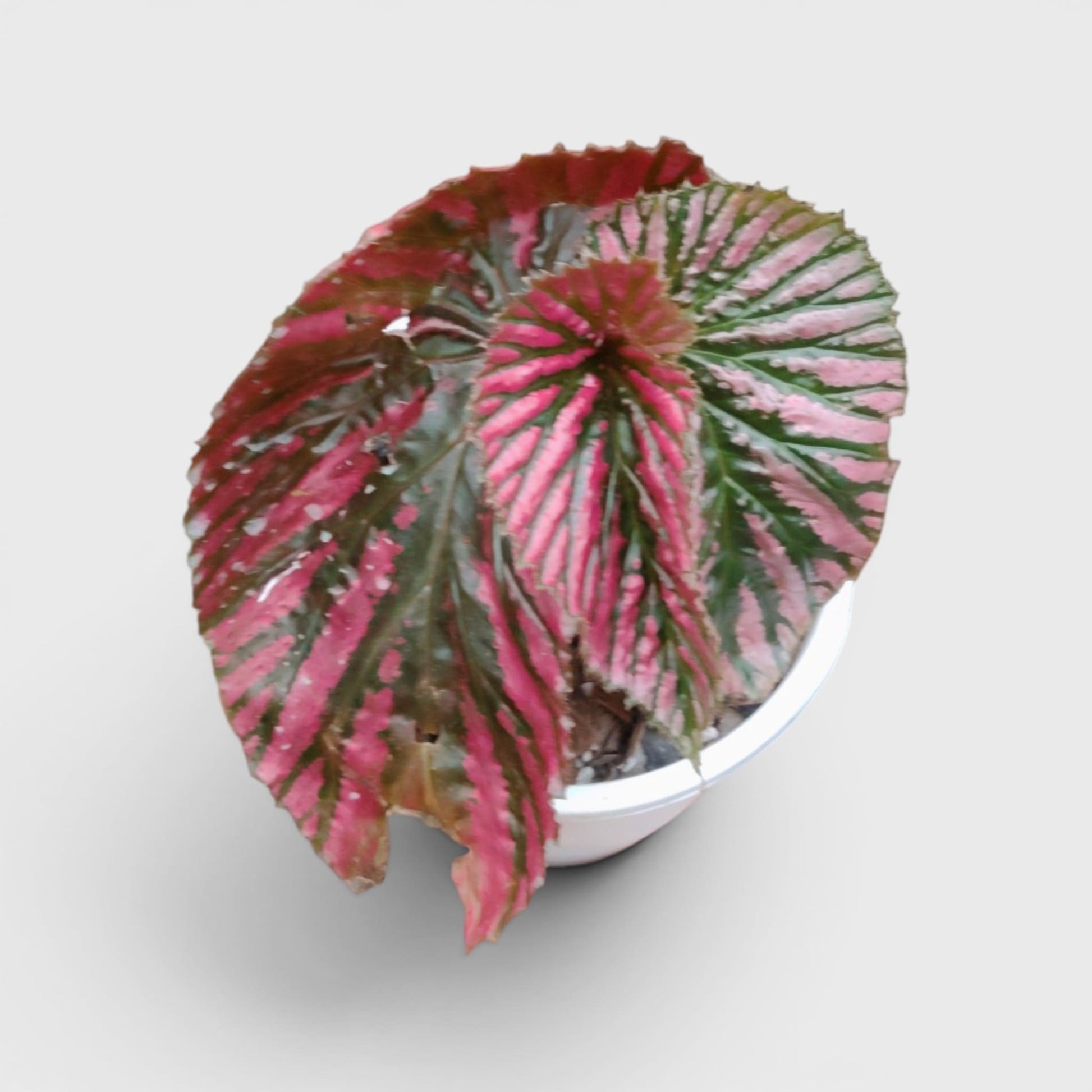 Begonia Burkillii x Moosasha Rare Mature Hybrid Live Plant