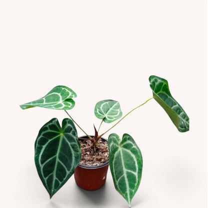 Anthurium RC x Forgetii Rare Hybrid Velvet Mature Plant