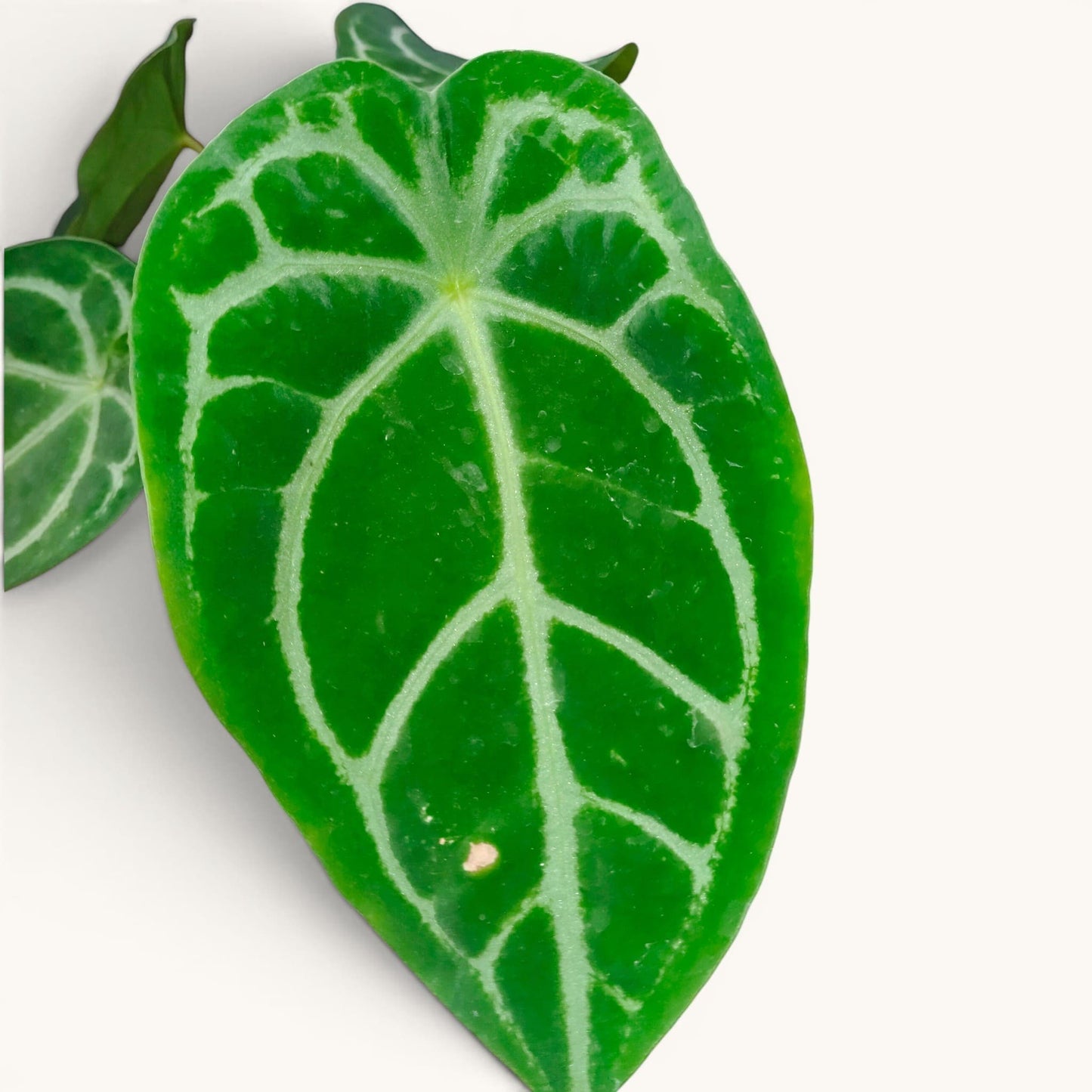Anthurium RC x Forgetii Rare Hybrid Velvet Mature Plant