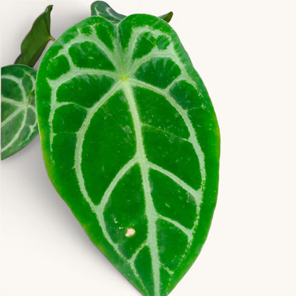 Anthurium RC x Forgetii Rare Hybrid Velvet Mature Plant