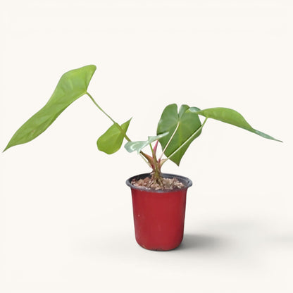 Anthurium RC x Forgetii Rare Hybrid Velvet Mature Plant