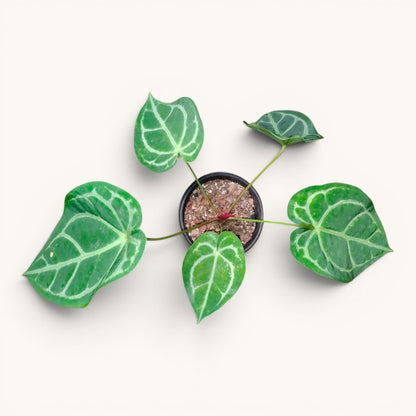 Anthurium RC x Forgetii Rare Hybrid Velvet Mature Plant