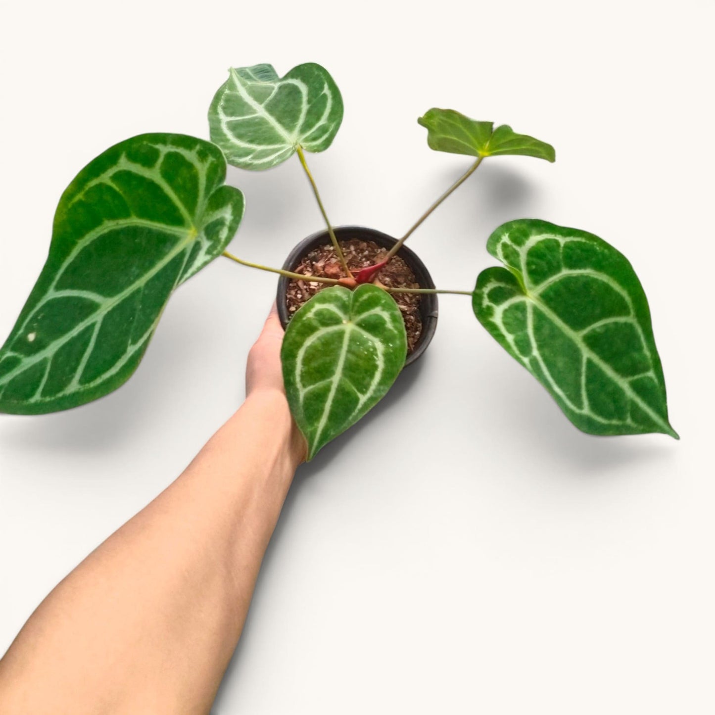 Anthurium RC x Forgetii Rare Hybrid Velvet Mature Plant