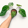 Anthurium RC x Forgetii Rare Hybrid Velvet Mature Plant