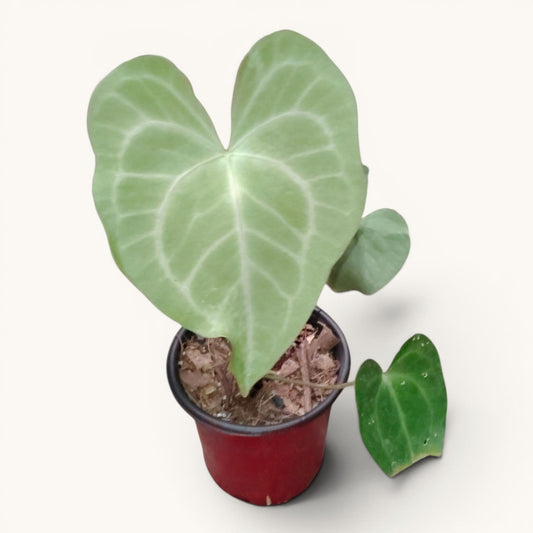 Anthurium Clarinervium x Macrolobium Rare Hybrid Live Plant