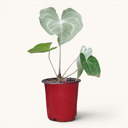 Anthurium Clarinervium x Macrolobium Rare Hybrid Live Plant