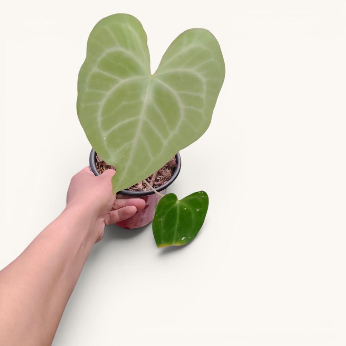 Anthurium Clarinervium x Macrolobium Rare Hybrid Live Plant