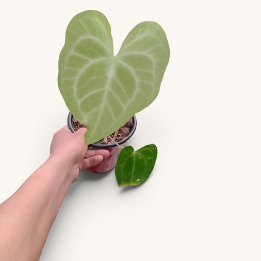 Anthurium Clarinervium x Macrolobium Rare Hybrid Live Plant