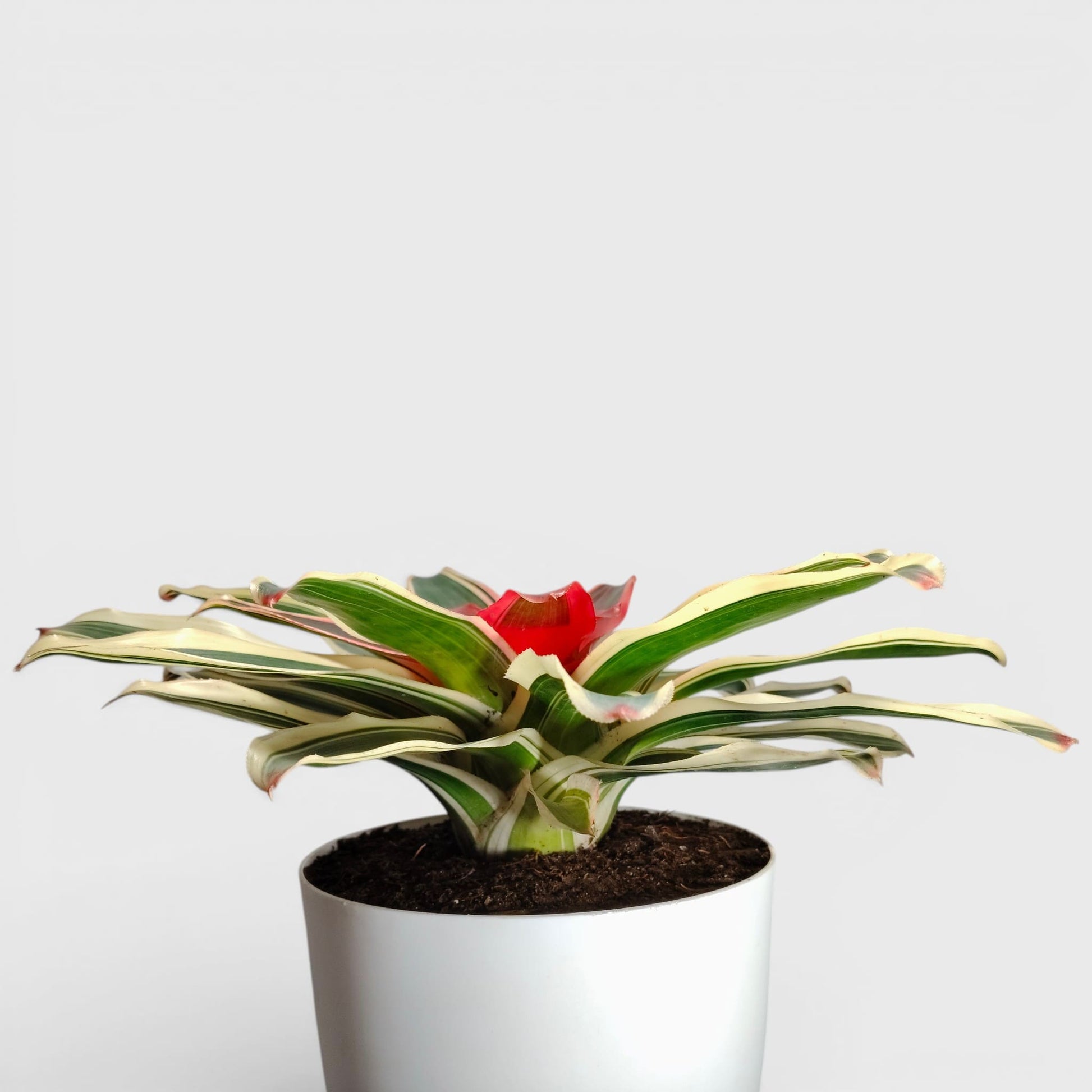 Neoregelia ‘Flandria’ Variegated Bromeliad – Red Center | Mature Large Indoor Plant | Bare Rooted