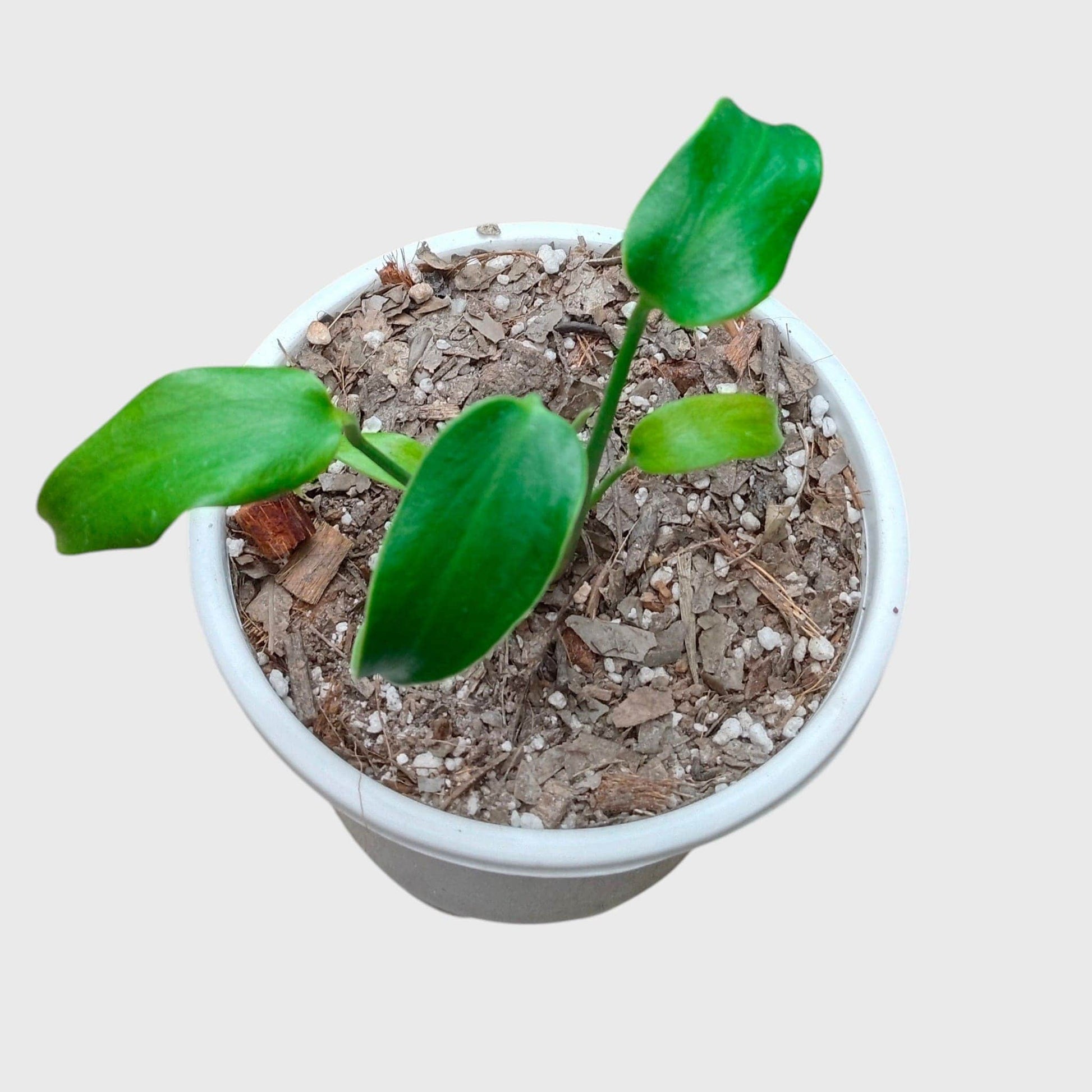 Monstera Burle Marx Flame – Rare Collector Foliage Plant | With Pot
