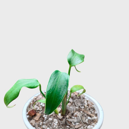 Monstera Burle Marx Flame – Rare Collector Foliage Plant | With Pot