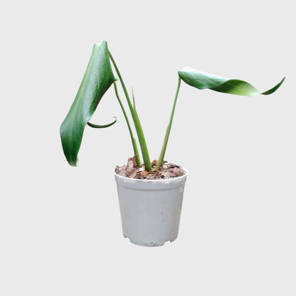 Monstera Burle Marx Flame – Rare Collector Foliage Plant | With Pot
