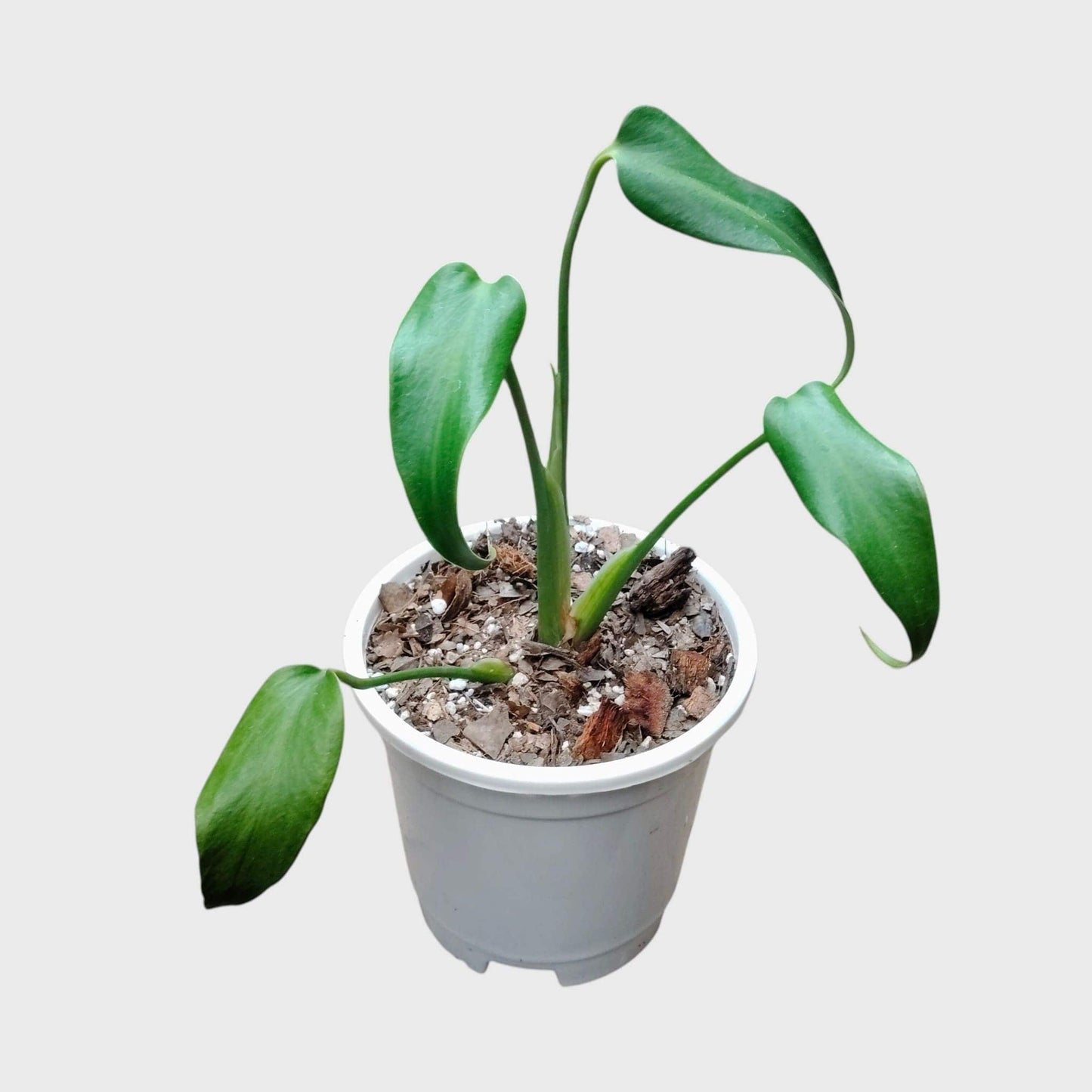 Monstera Burle Marx Flame – Rare Collector Foliage Plant | With Pot