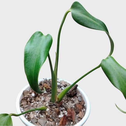 Monstera Burle Marx Flame – Rare Collector Foliage Plant | With Pot