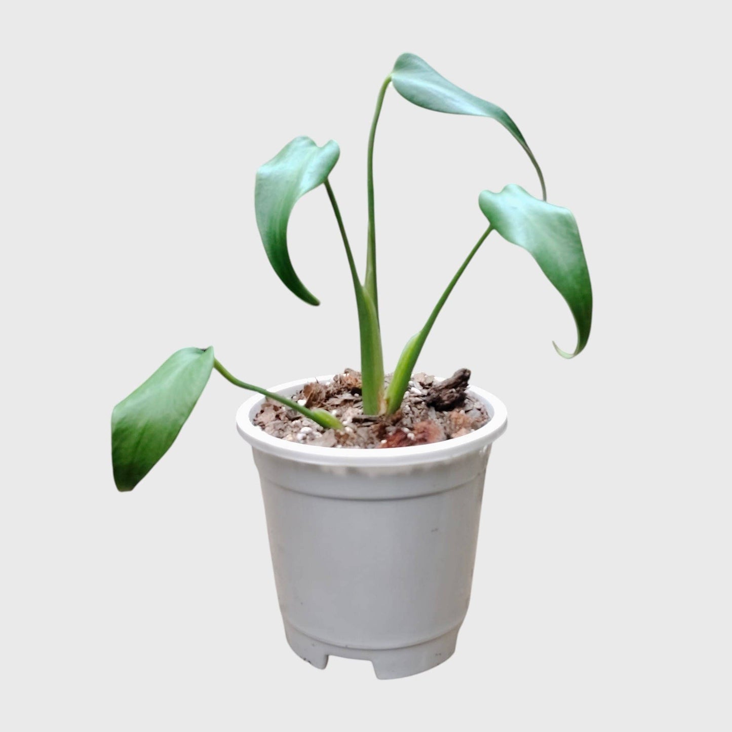Monstera Burle Marx Flame – Rare Collector Foliage Plant | With Pot