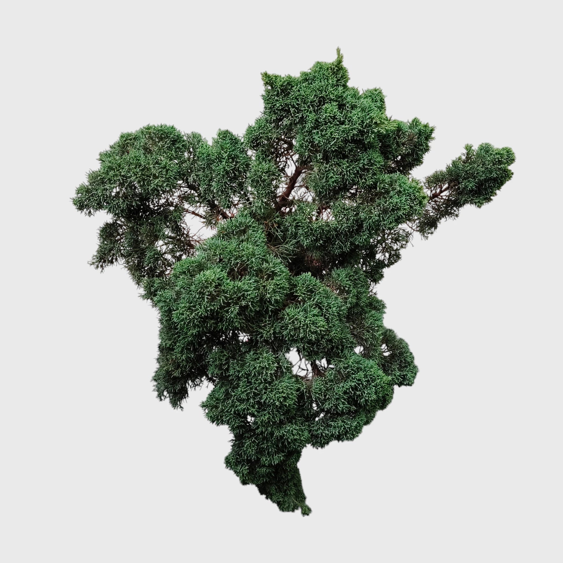 Chinese Pine Dwarf Big Size Bonsai Plant | 2–3 Feet Tall Mature Conifer | 12–15 Years Old
