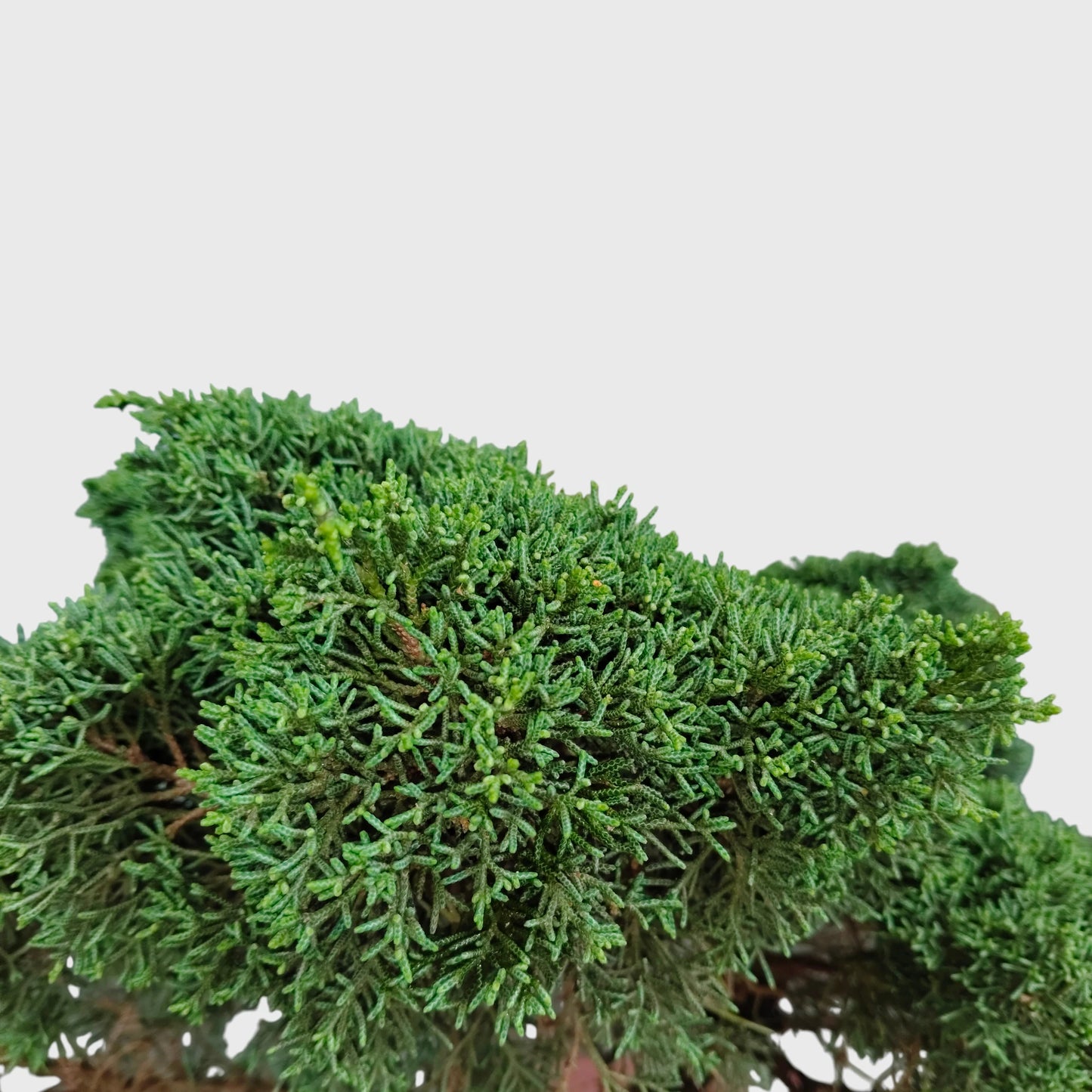 Chinese Pine Dwarf Big Size Bonsai Plant | 2–3 Feet Tall Mature Conifer | 12–15 Years Old
