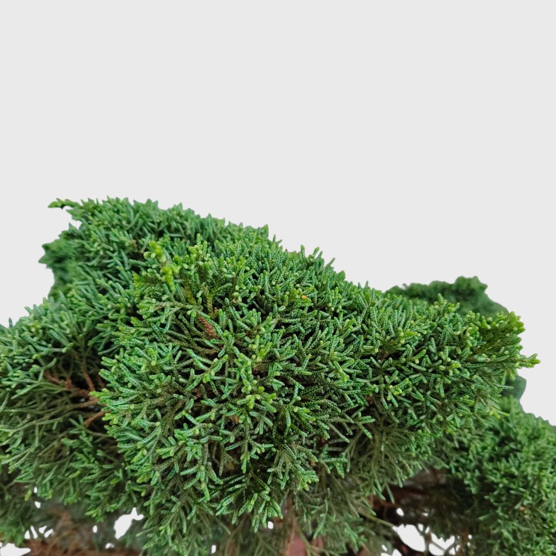 Chinese Pine Dwarf Big Size Bonsai Plant | 2–3 Feet Tall Mature Conifer | 12–15 Years Old