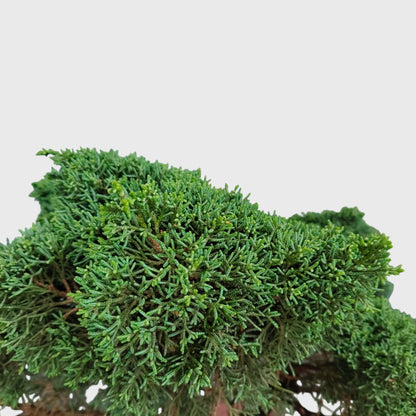 Chinese Pine Dwarf Big Size Bonsai Plant | 2–3 Feet Tall Mature Conifer | 12–15 Years Old
