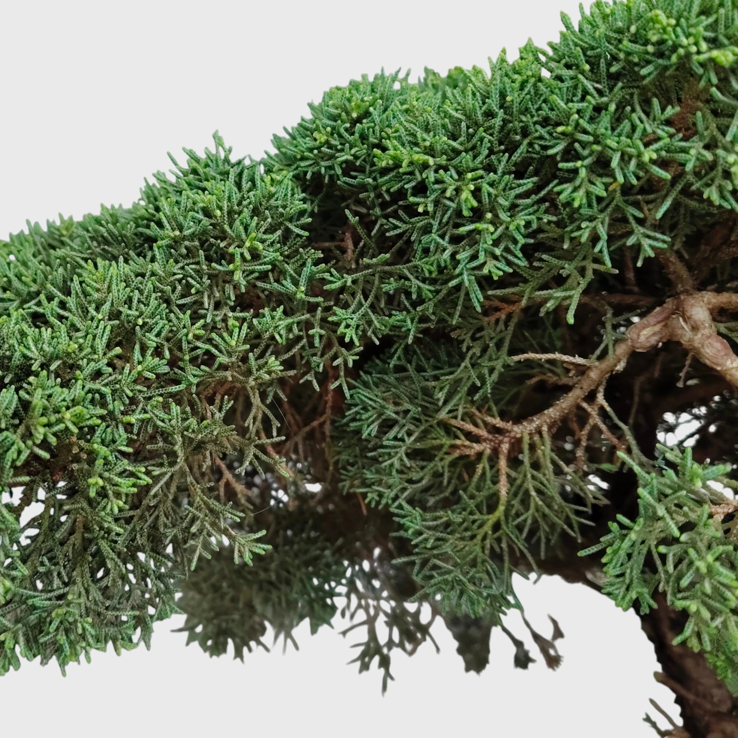 Chinese Pine Dwarf Big Size Bonsai Plant | 2–3 Feet Tall Mature Conifer | 12–15 Years Old