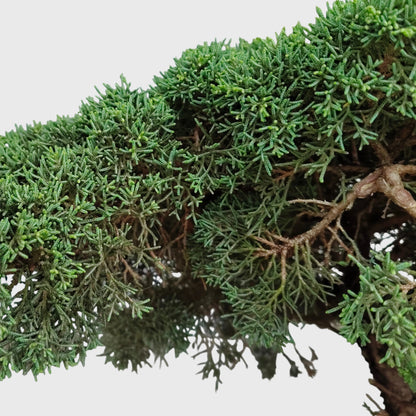Chinese Pine Dwarf Big Size Bonsai Plant | 2–3 Feet Tall Mature Conifer | 12–15 Years Old